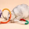 图片处理与翻译 (7)_副本-compressed Self-Play Rope Chew Toy for Cats – Keeps Kitty Busy & Happy