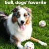 图片处理与翻译_副本-compressed Indestructible Bouncy Ball for Dogs – Heavy-Duty Rubber