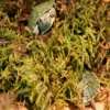 Rainforest reptile moss substrate