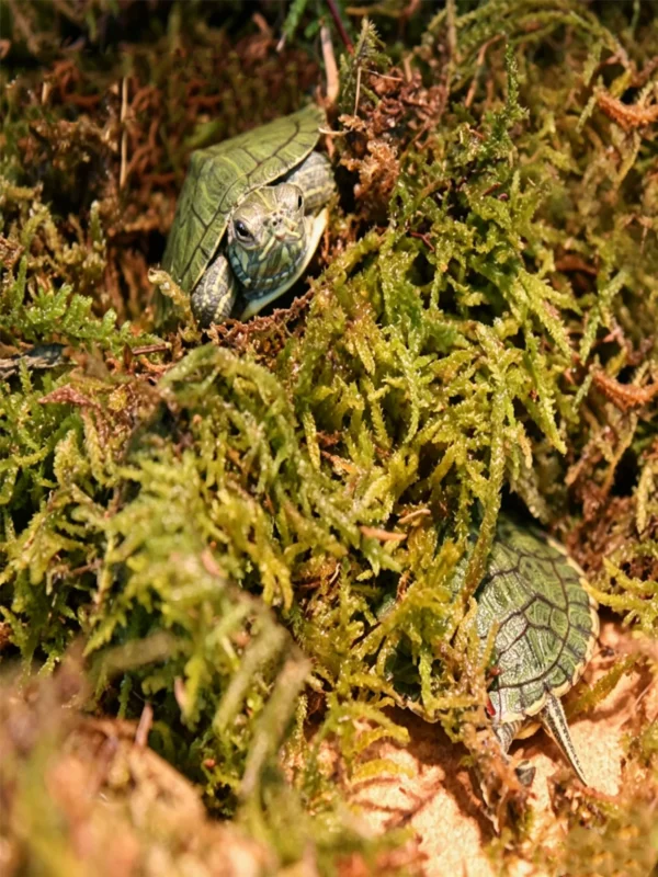 Rainforest reptile moss substrate