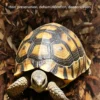 图片比例调整 (1)_副本-compressed 5L All-Season Reptile Insulation Pad