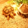 Corn cob bedding for deodorizing reptiles