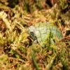 Rainforest reptile moss substrate