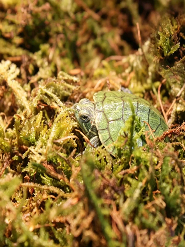 Rainforest reptile moss substrate