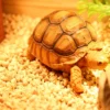 Corn cob bedding for deodorizing reptiles