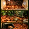 图片比例调整 (4)_副本-compressed Reptile Habitat Bark