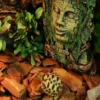 图片比例调整 (7)_副本-compressed Reptile Habitat Bark