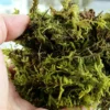 Rainforest reptile moss substrate