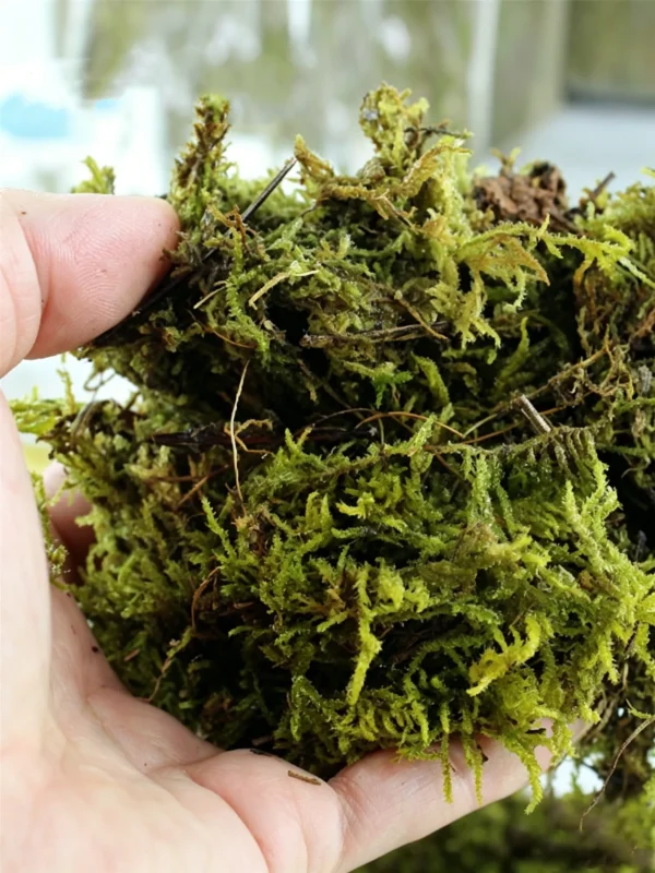 Rainforest reptile moss substrate