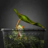 图片比例调整与翻译 (5)_副本_副本-compressed Small Reptile Transparent Ventilated Breeding Box