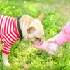 新对话 (1)_副本-compressed Pet Travel Water Bottle for Outdoor – 11.8 oz