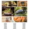 Automatic Reptile Water Dispenser - 7-Day Gravity Feeder for Reptiles