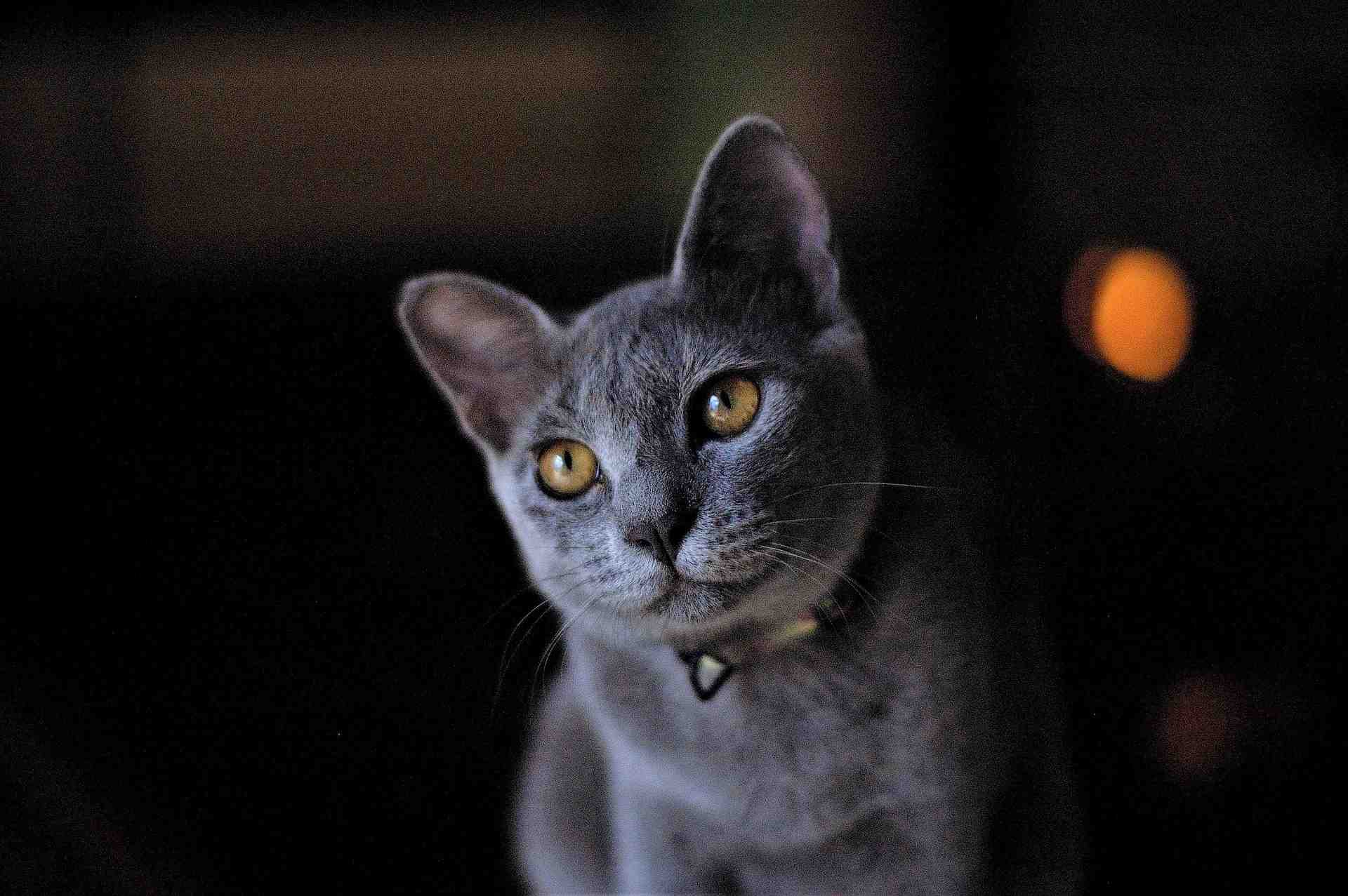 Russian Blue cat with amber eyes - demonstrating alert healthy feline behavior