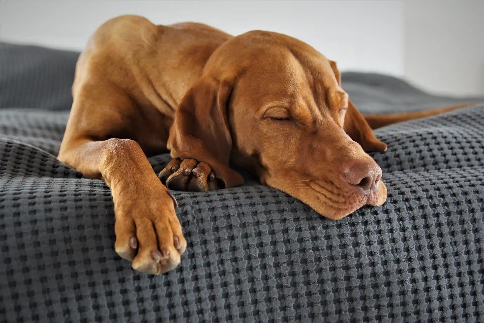 Vizsla dog resting peacefully on grey textured couch