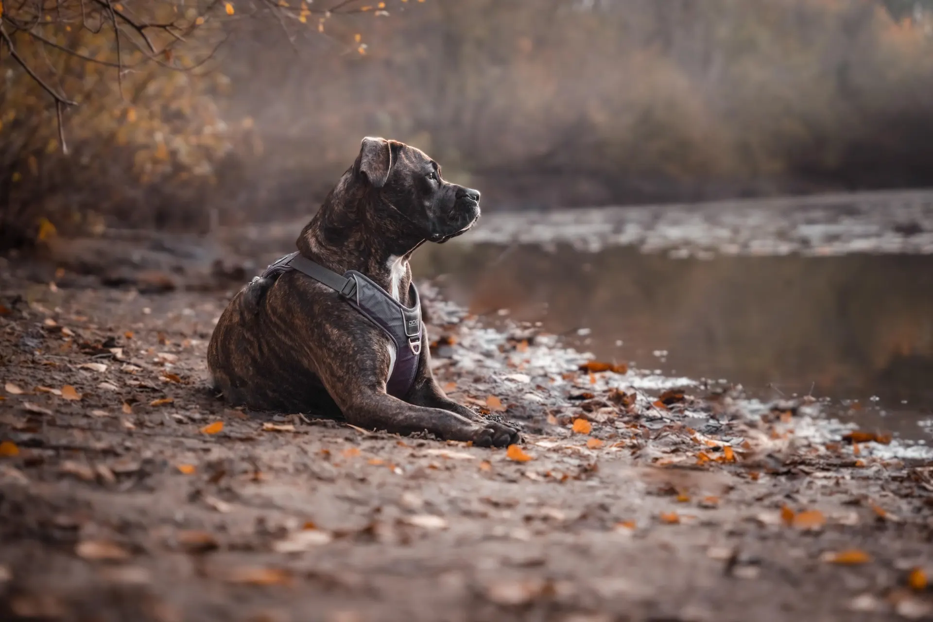 Brindle dog wearing harness sitting alert by autumn river