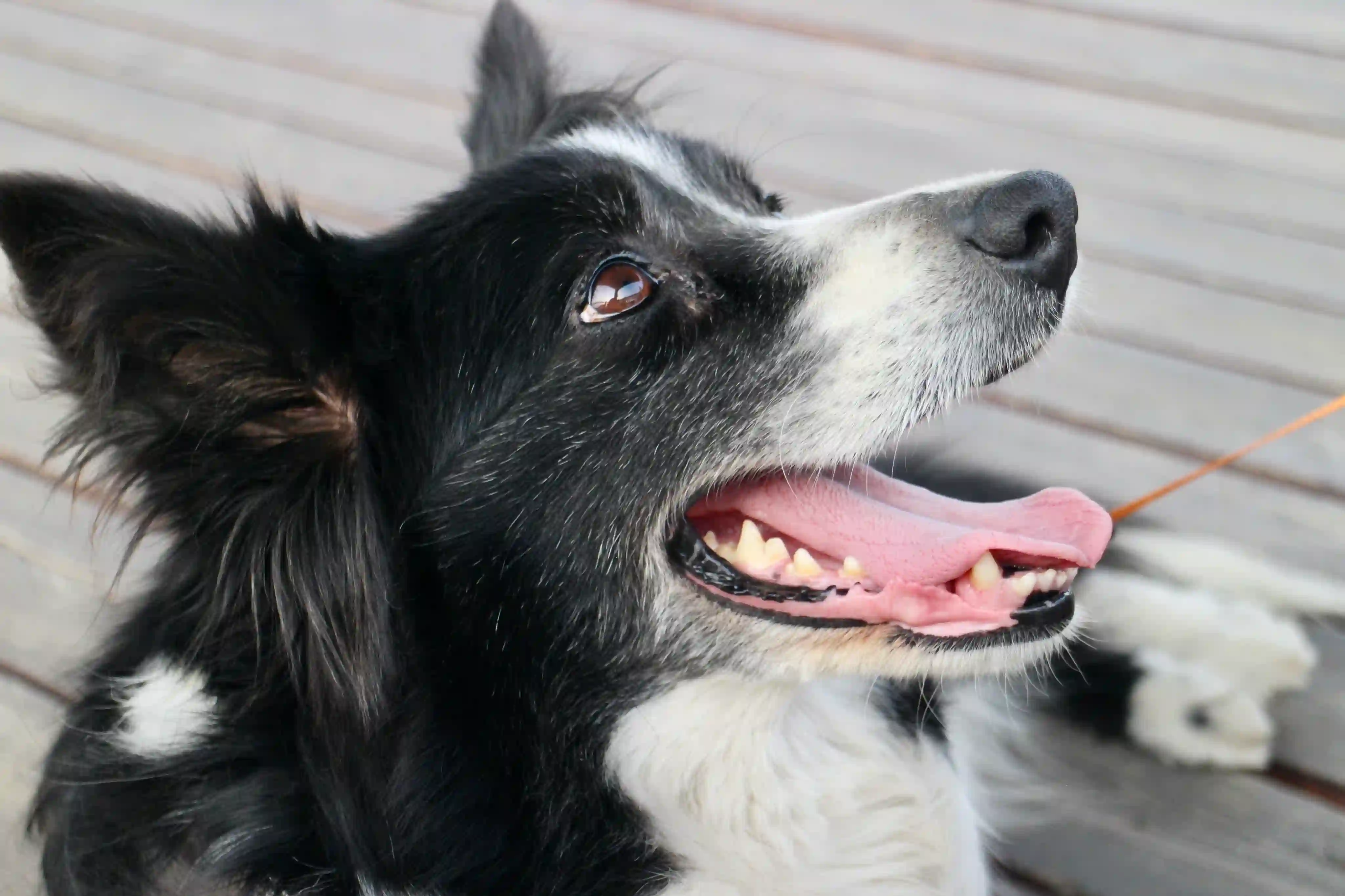 Border Collie looking upward with attentive expression