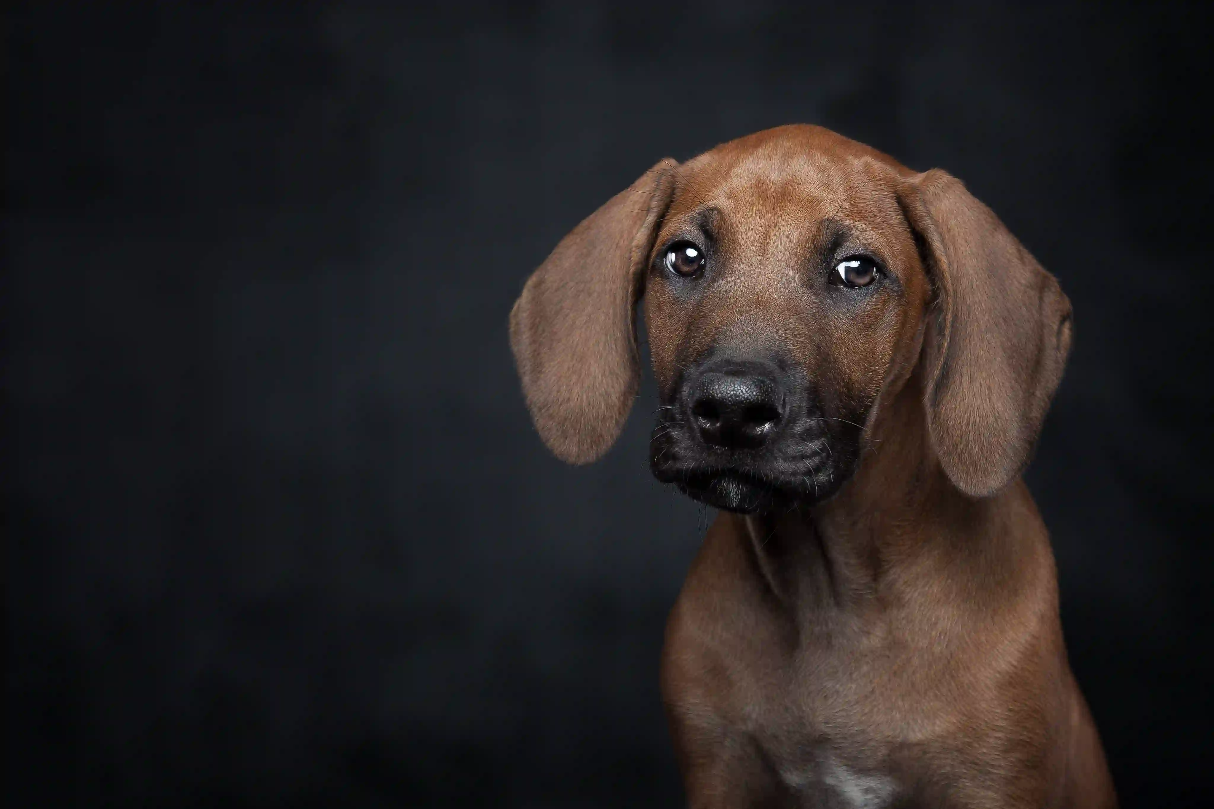 Rhodesian Ridgeback puppy portrait against dark background