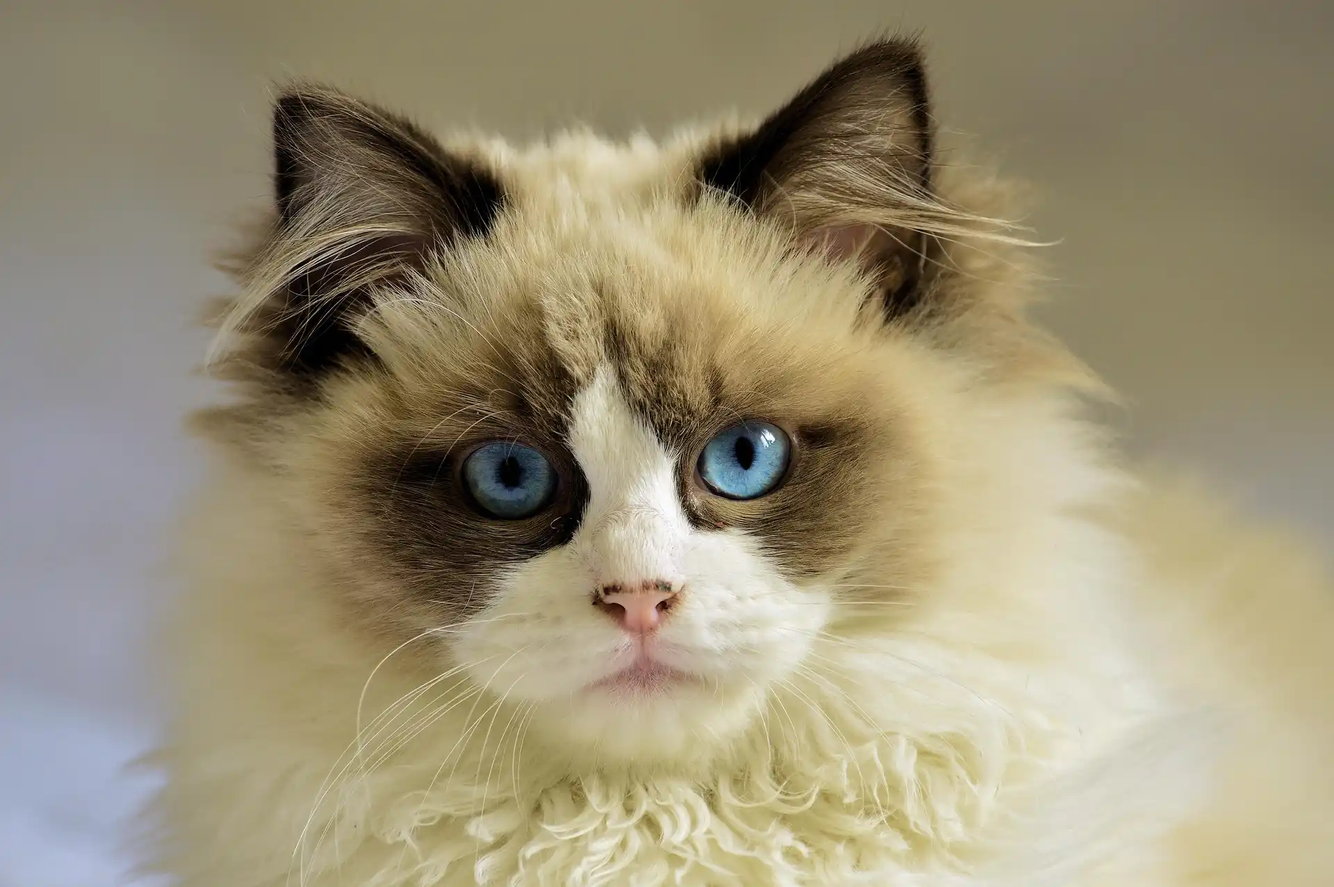 Ragdoll cat with blue eyes - example of a affectionate breed for first-time owners