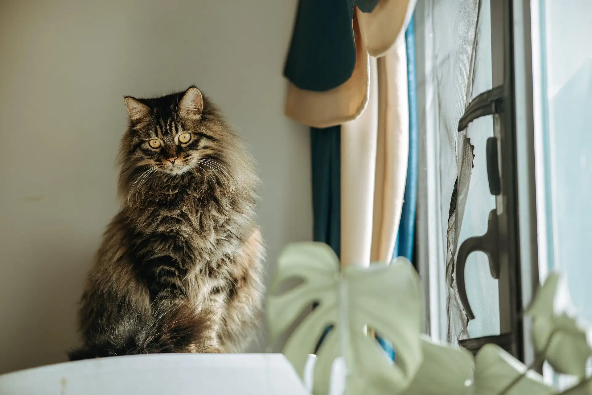 Long-haired tabby cat sitting by window with indoor plants