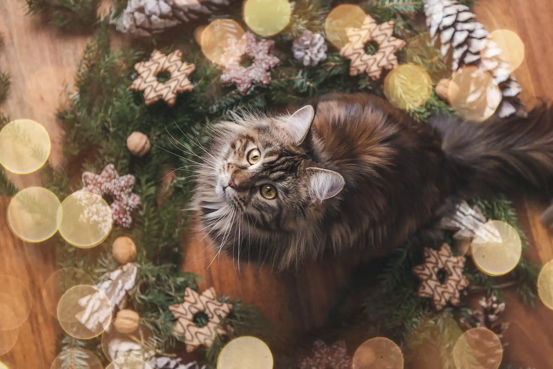 Fluffy Maine Coon cat sitting in Christmas wreath decoration