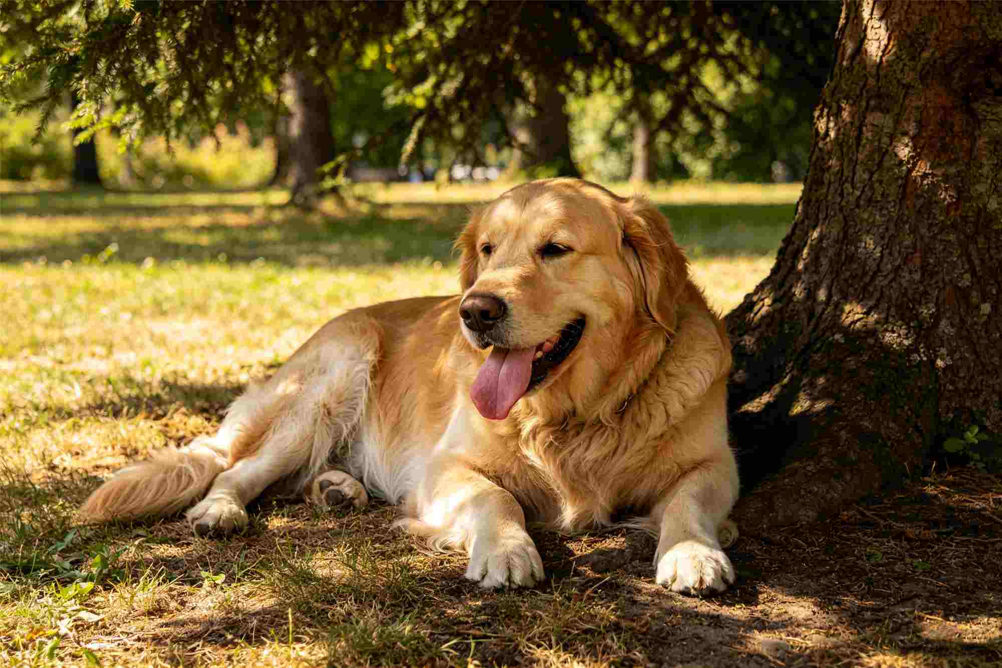 Overweight golden retriever panting heavily under tree shade during hot summer day