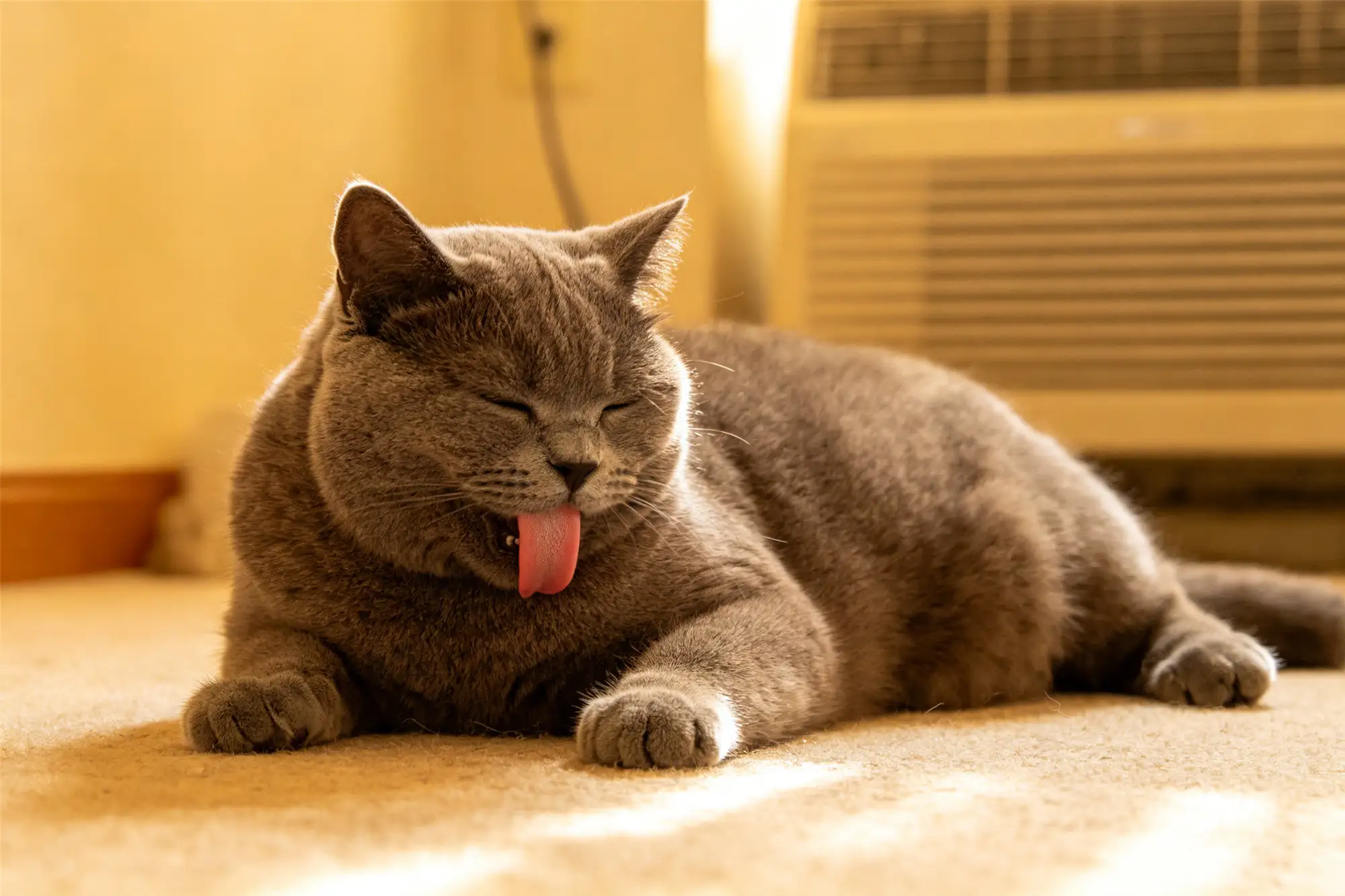 Overweight gray cat panting with tongue out on hot indoor floor
