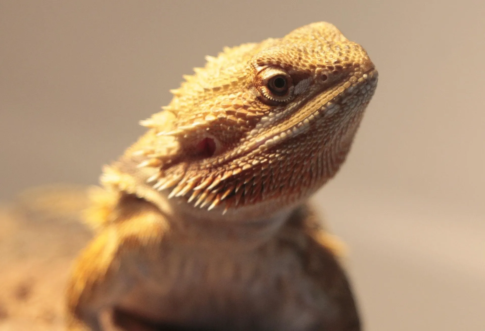 Bearded dragon basking under heat lamp in terrarium