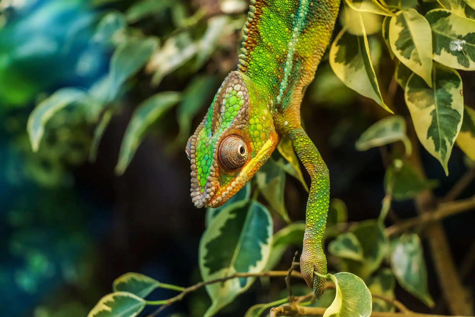 Colorful chameleon climbing on branches with leaves