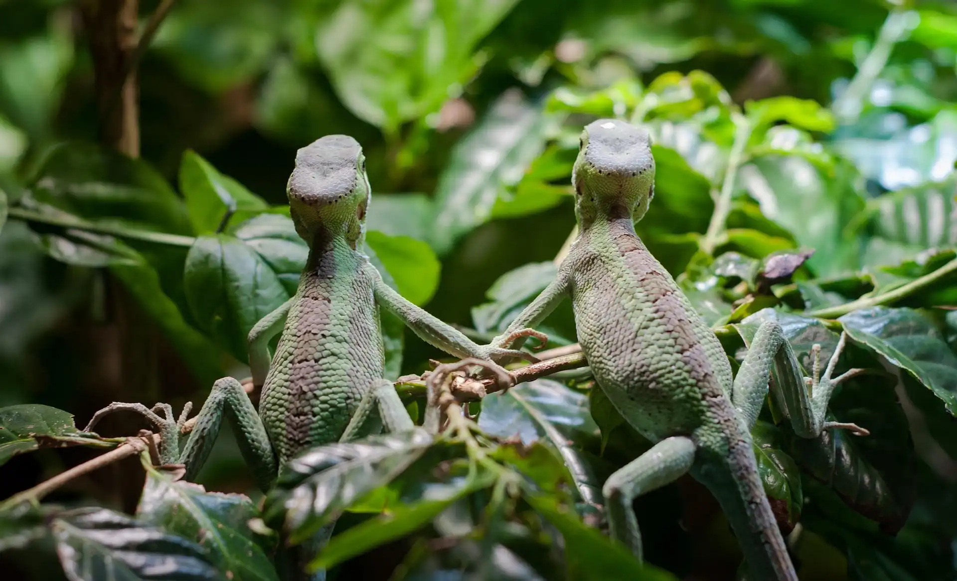 Pair of green lizards perching on branches in lush enclosure