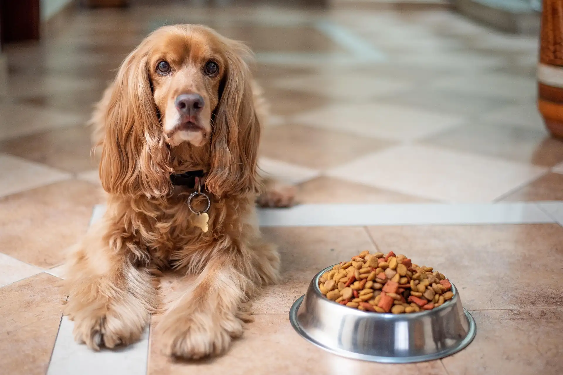 Golden Cocker Spaniel sitting patiently next to stainless steel bowl filled with dry kibble