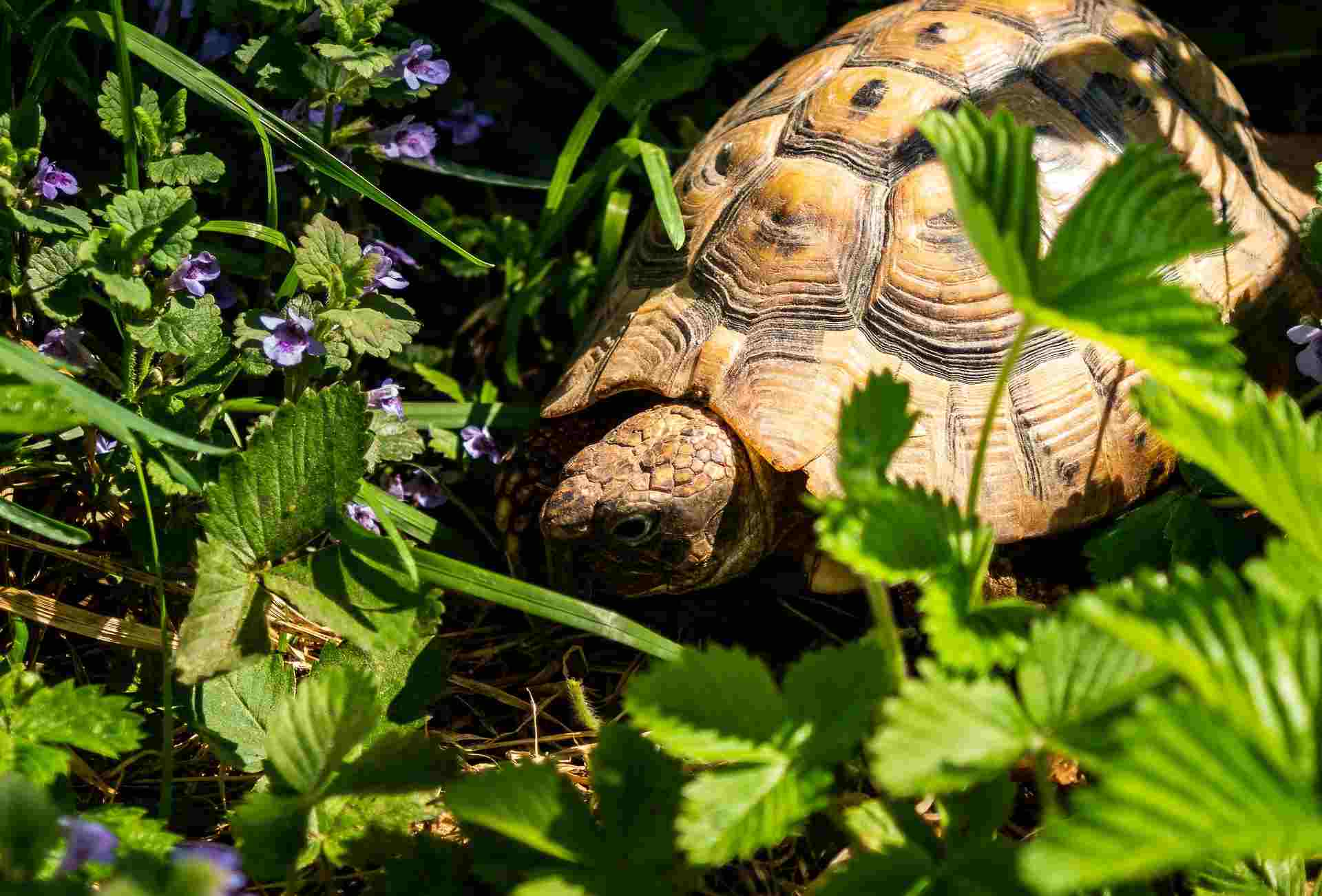 Tortoise exploring natural vegetation and purple flowers