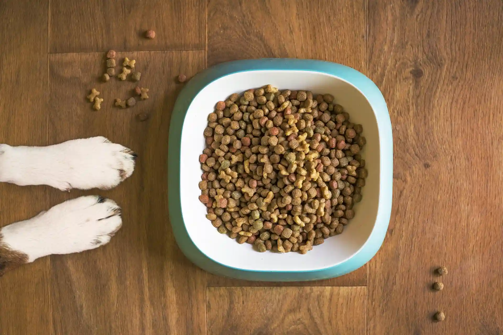 Overhead view of white dog paws next to teal bowl filled with multicolored dry pet food on wooden floor