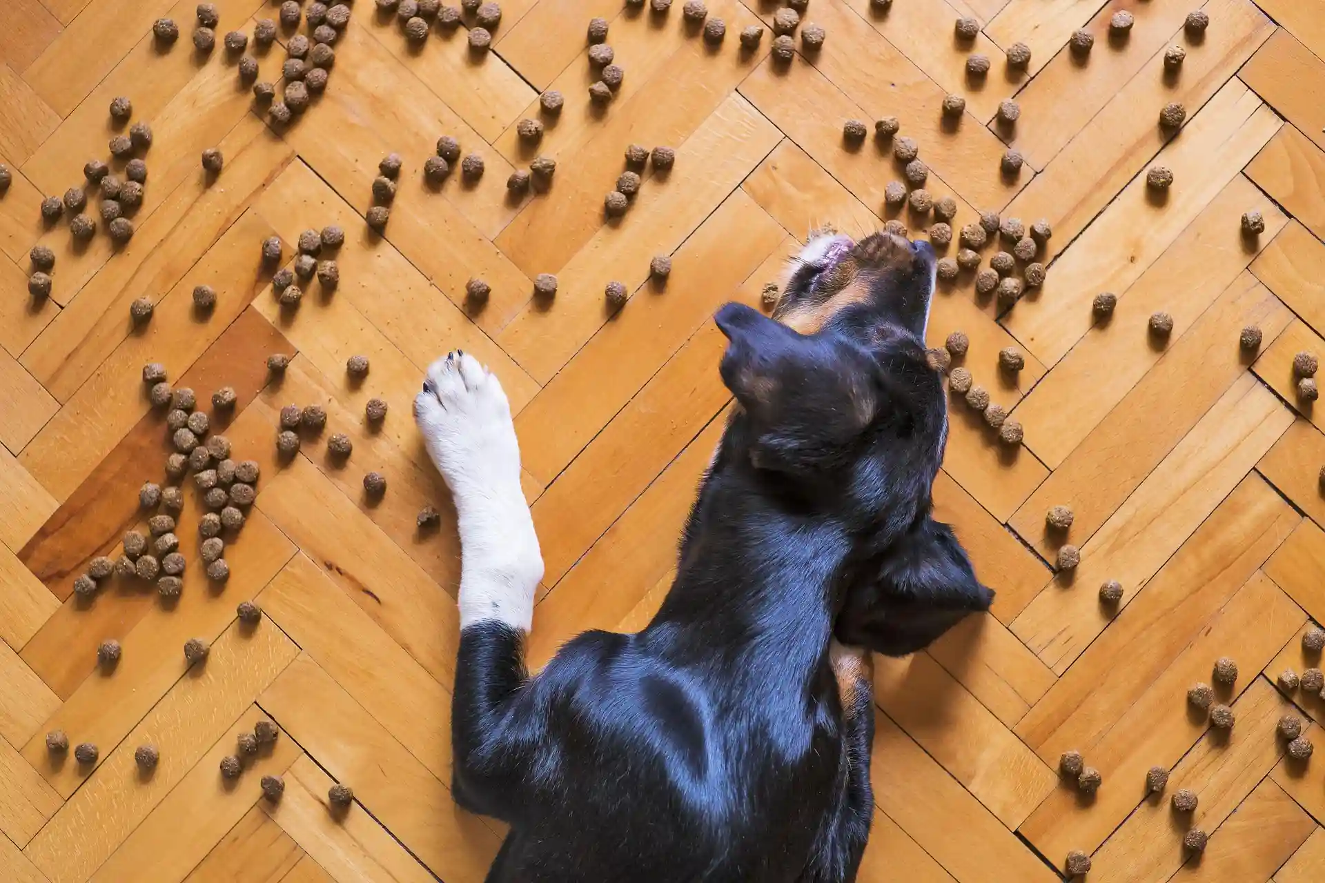 Black and white puppy lying on herringbone wood floor surrounded by scattered dry dog food kibble