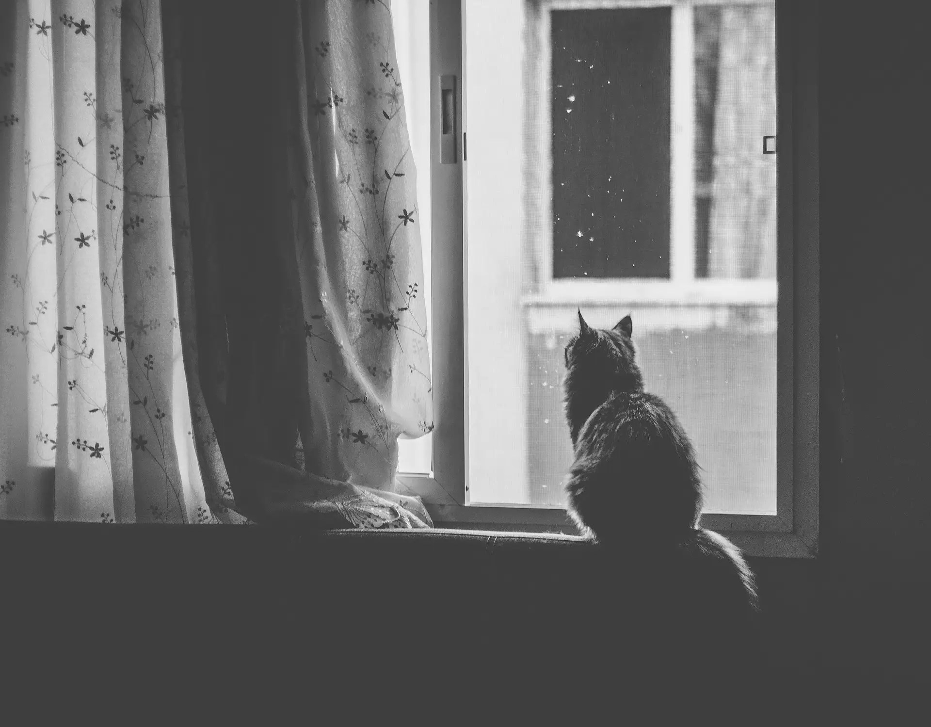 Indoor cat looking out window showing signs of boredom and isolation