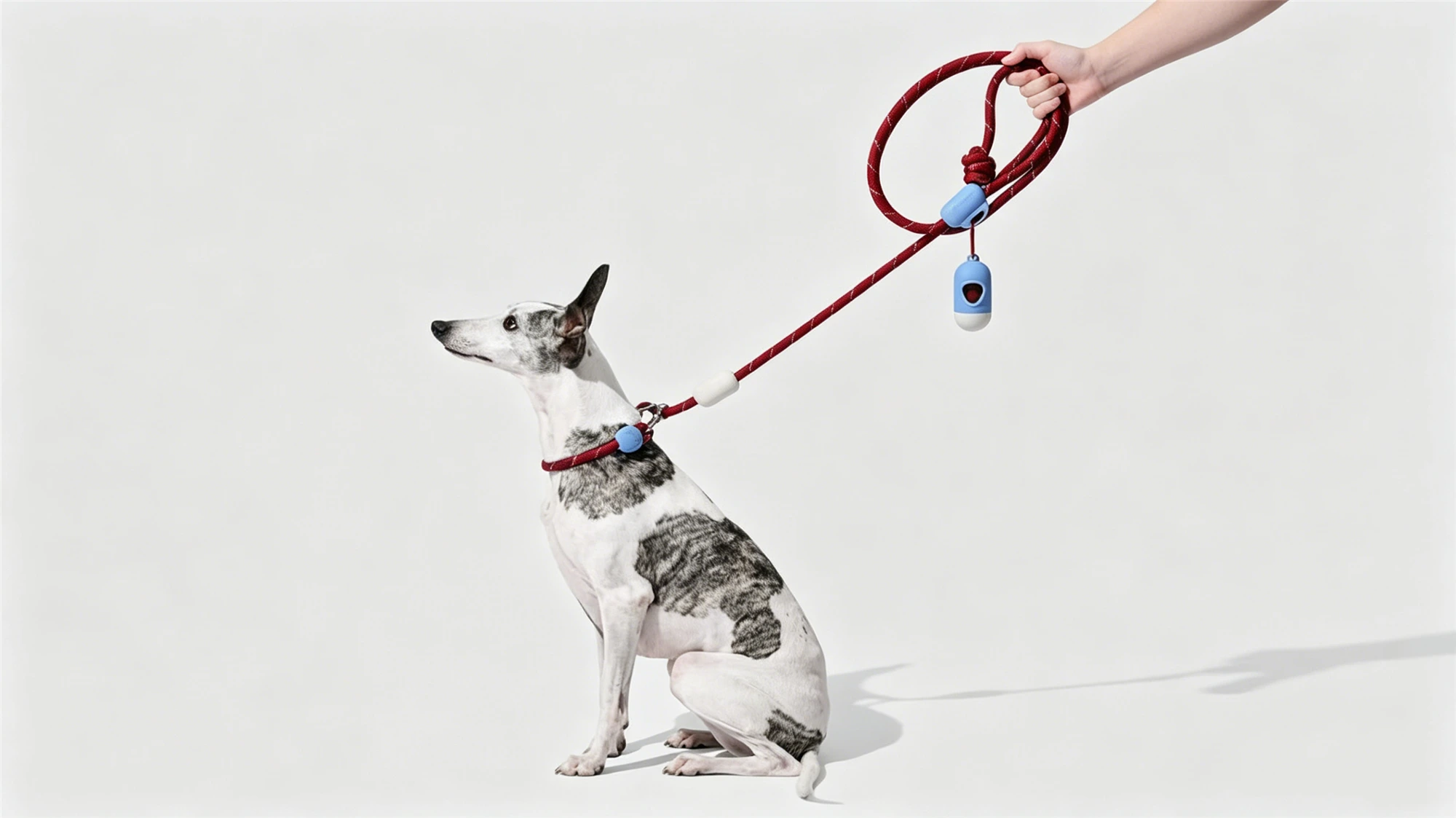 Whippet dog sitting with red rope leash featuring blue accessories