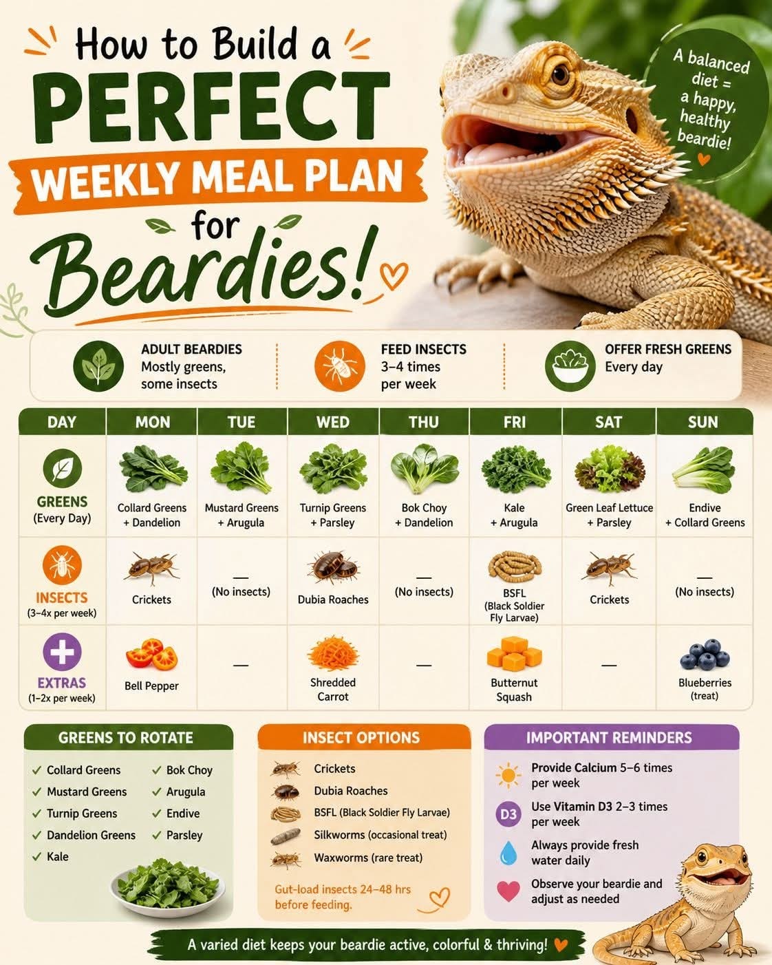 Bearded dragon weekly meal plan infographic showing daily feeding schedule with greens, insects, and extras
