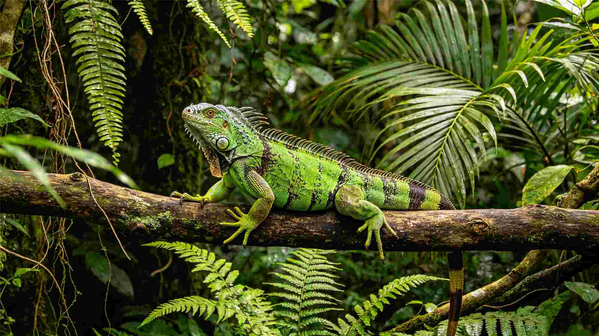 Green iguana resting on branch in tropical habitat