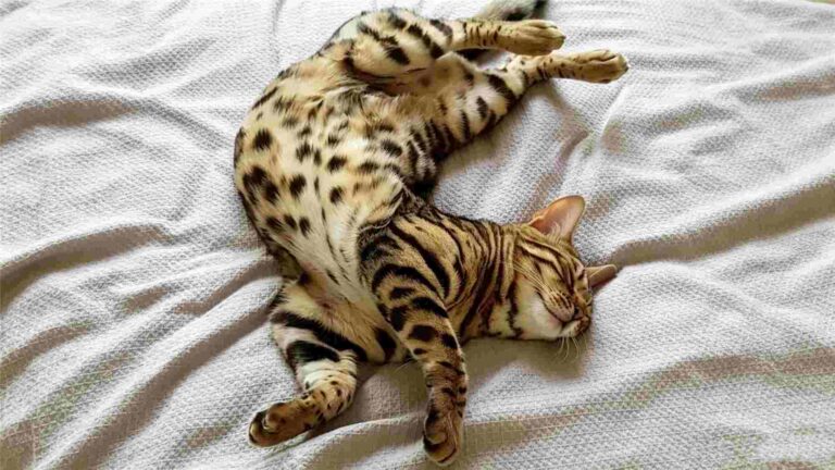 Calm cat resting during its heat cycle - Understanding feline behavior with SamaePet