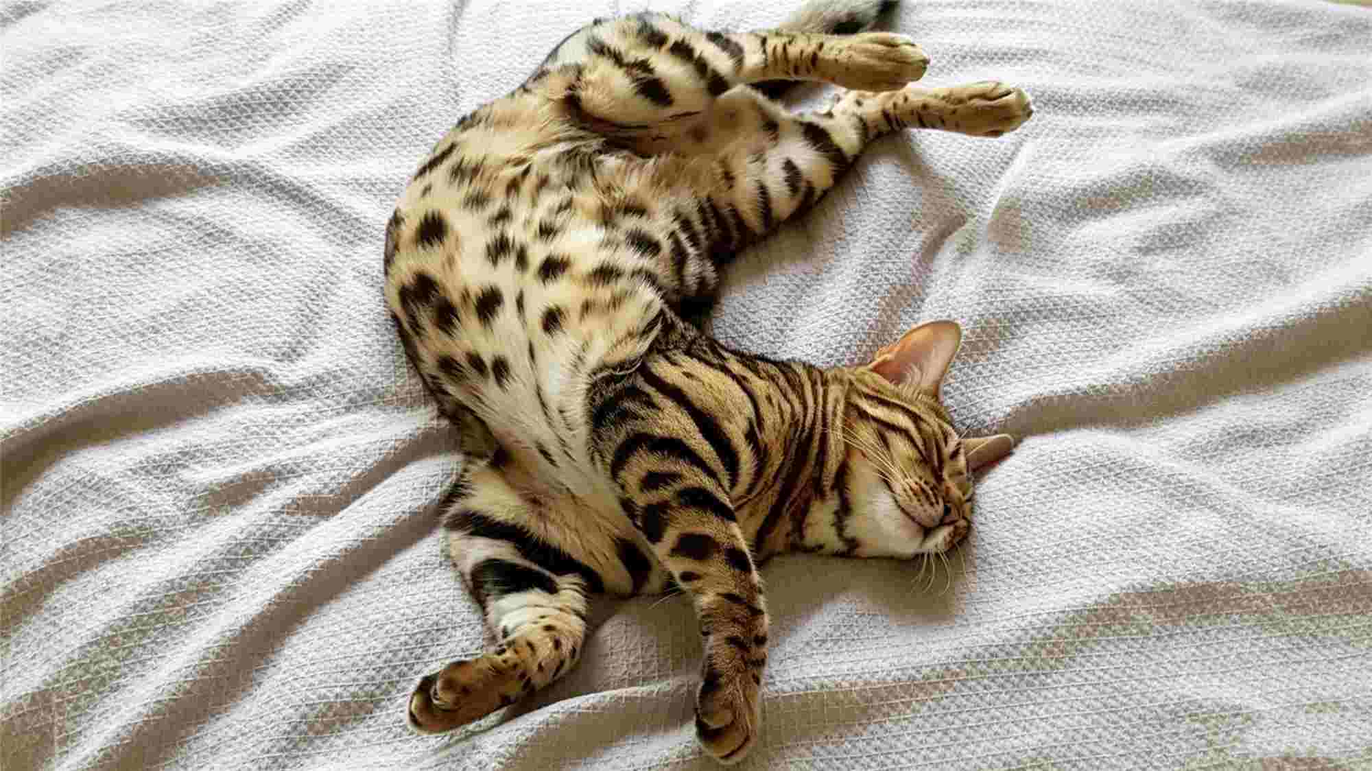 Calm cat resting during its heat cycle - Understanding feline behavior with SamaePet