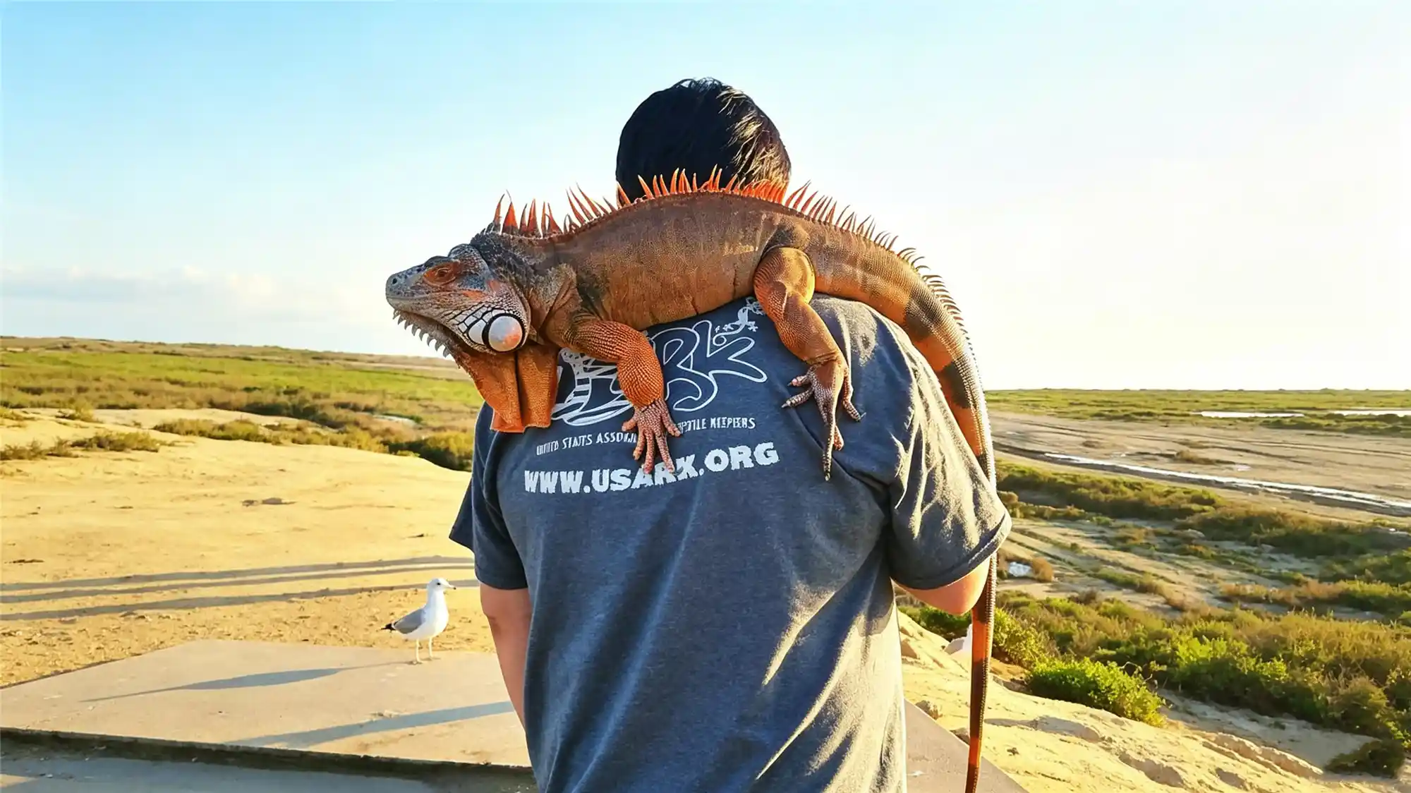 Green iguana reptile pet care and habitat guide