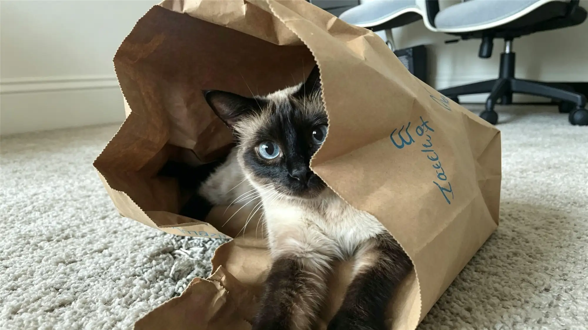 Siamese cat with striking blue eyes and sleek coat