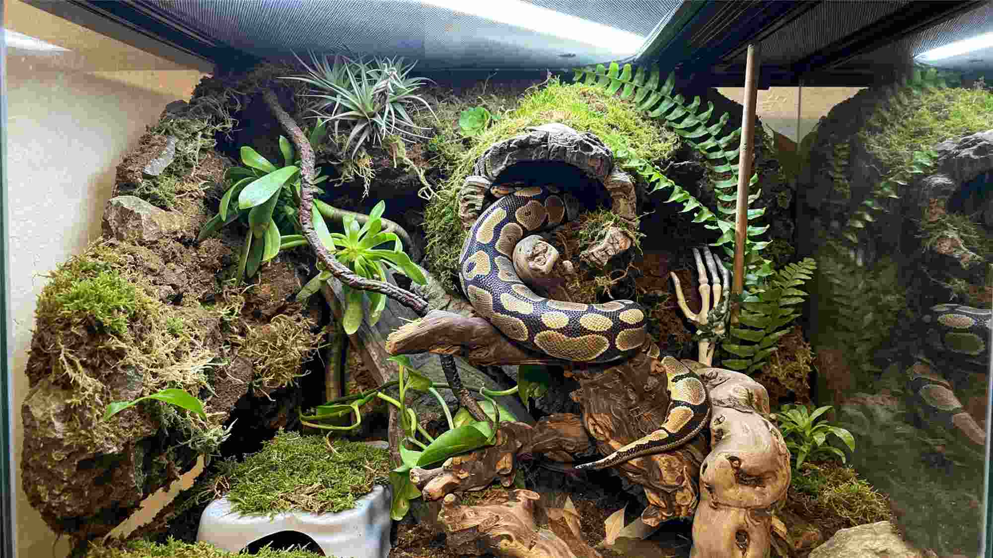 Bioactive ball python enclosure with live moss and driftwood