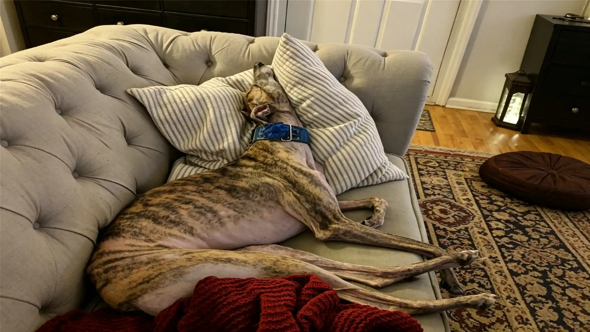 Brindle greyhound sleeping upside down on a comfortable tufted sofa