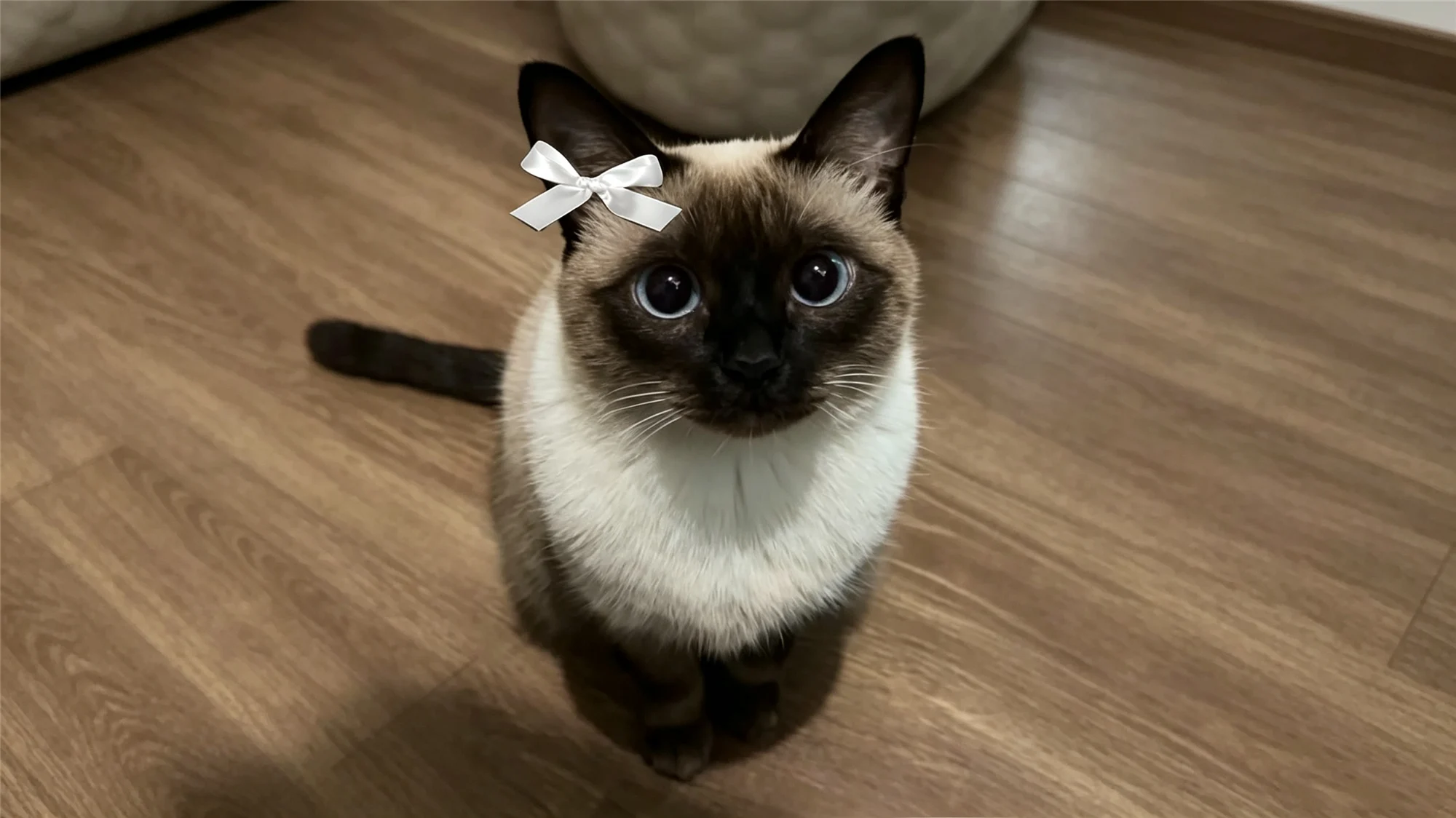 Adorable Siamese cat with white bow looking up at camera