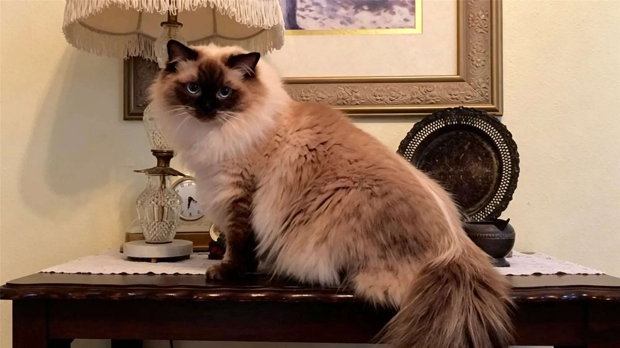 Long-haired Siamese cat with fluffy coat sitting on furniture
