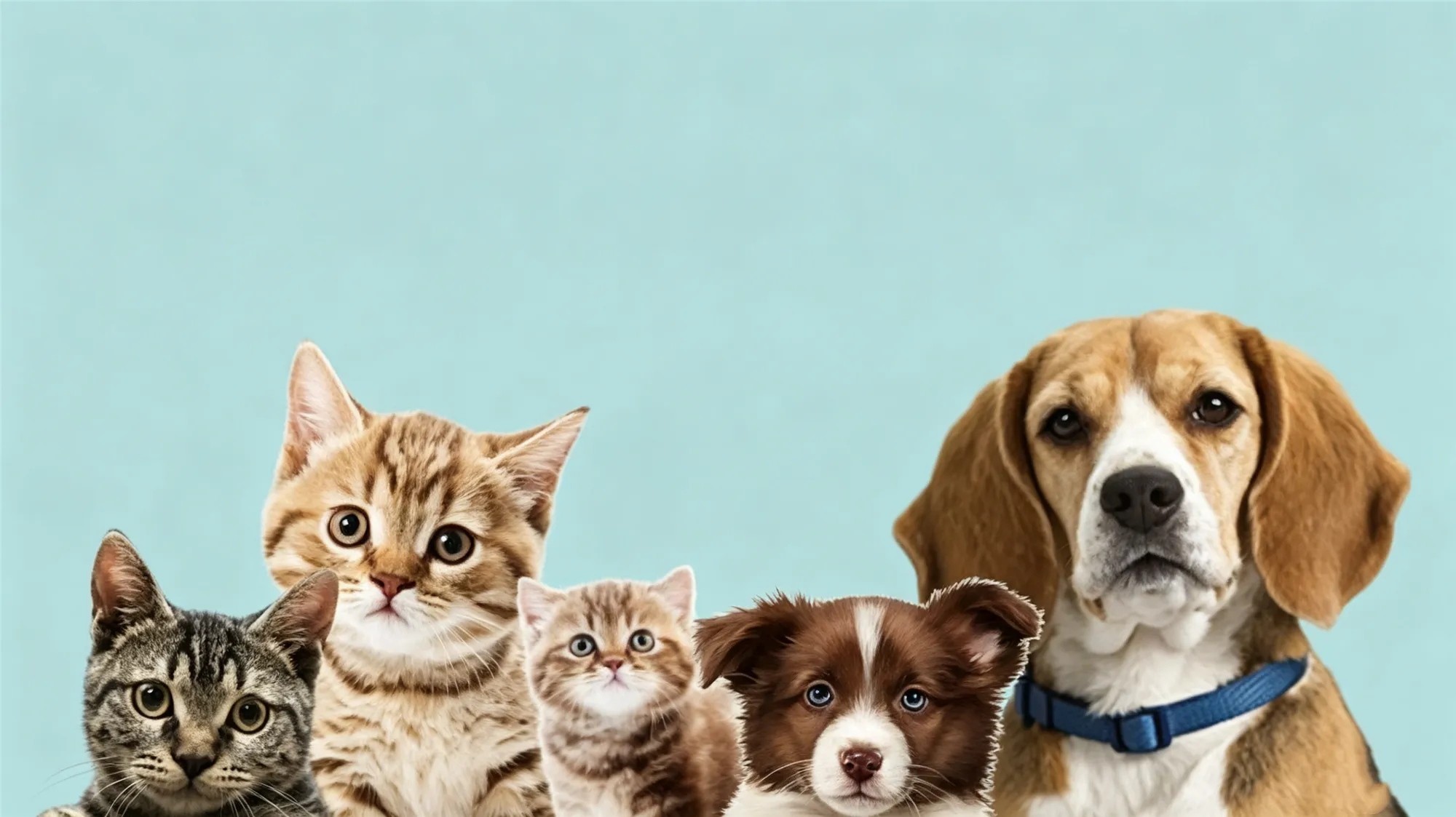 Group portrait of multiple cats and dogs together against light blue background