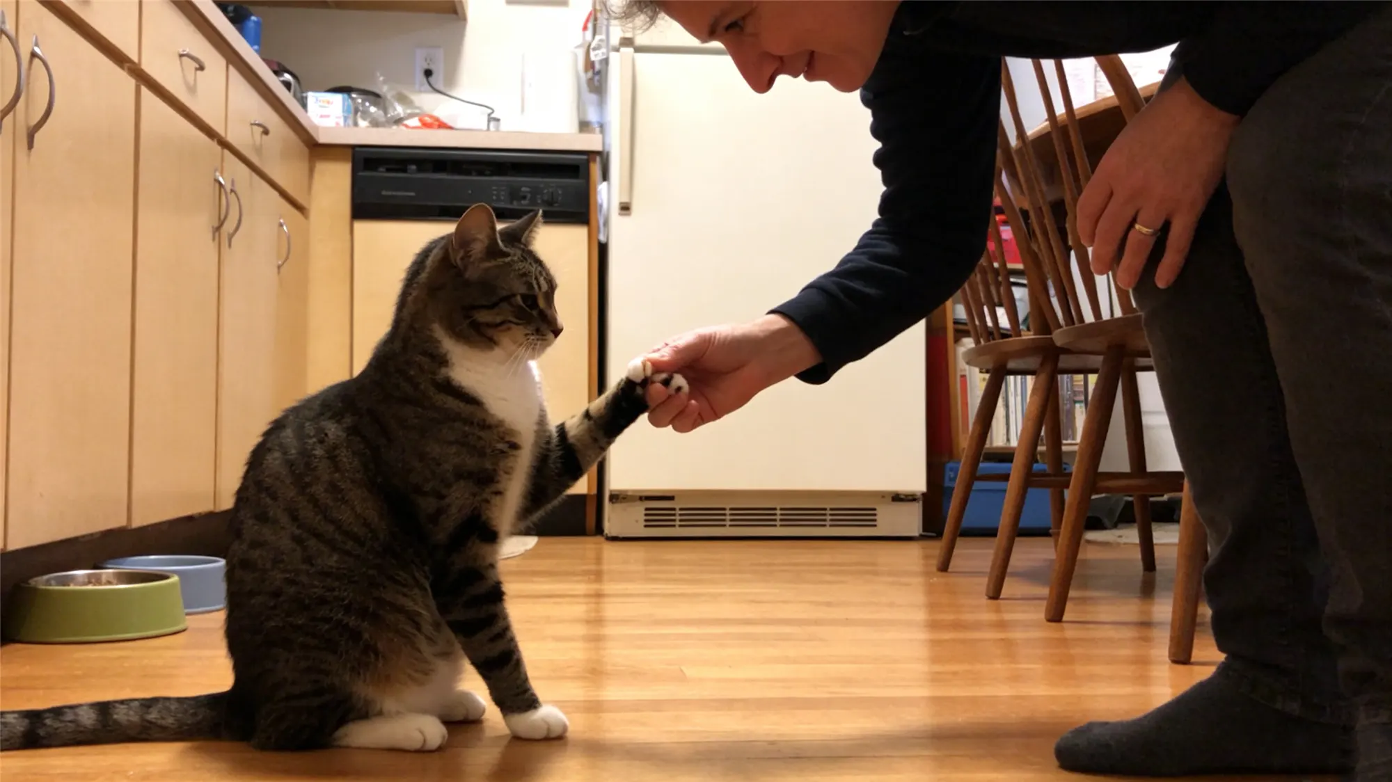 Owner trimming cat nails in kitchen
