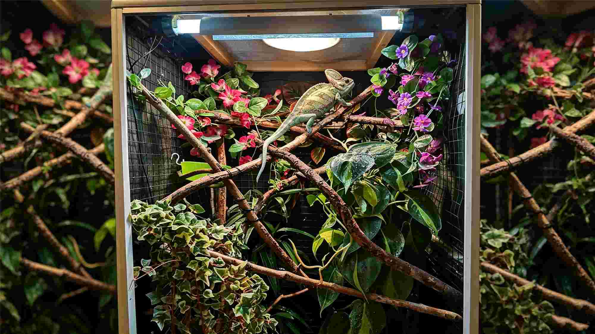 Chameleon enclosure with live plants and climbing branches