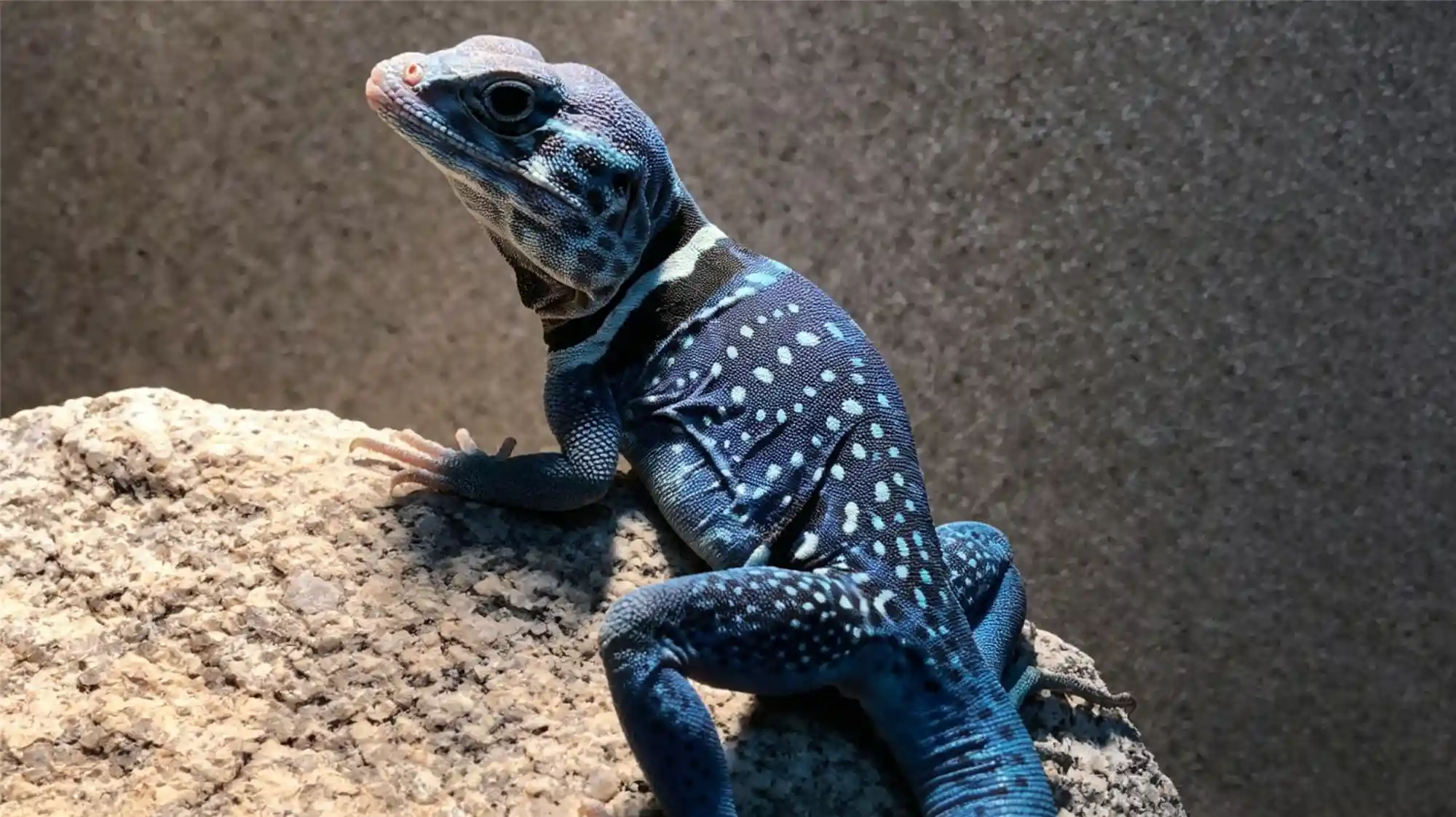 Blue iguana with white spots perched on rock showing alert posture