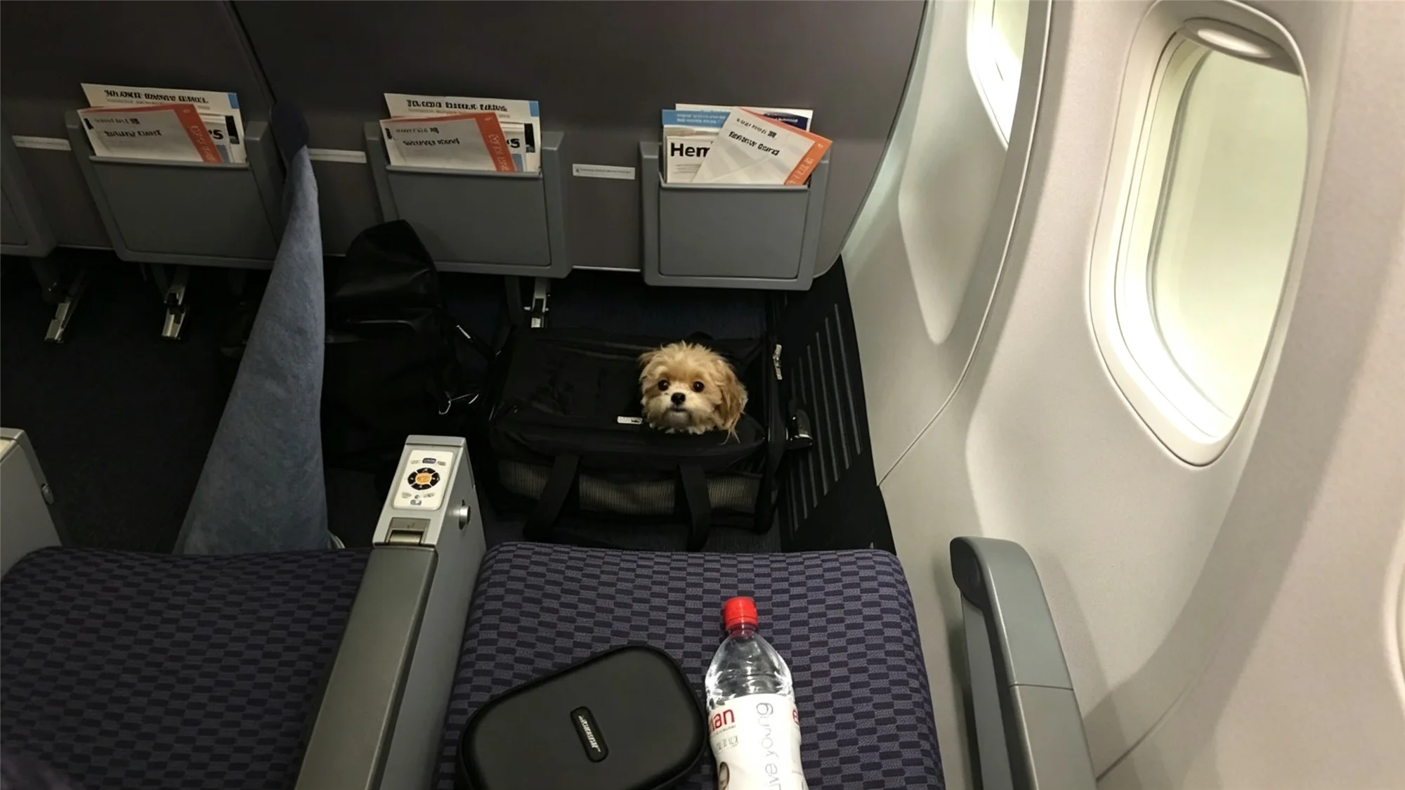 Small dog comfortably settled in airline-approved soft carrier positioned under airplane passenger seat